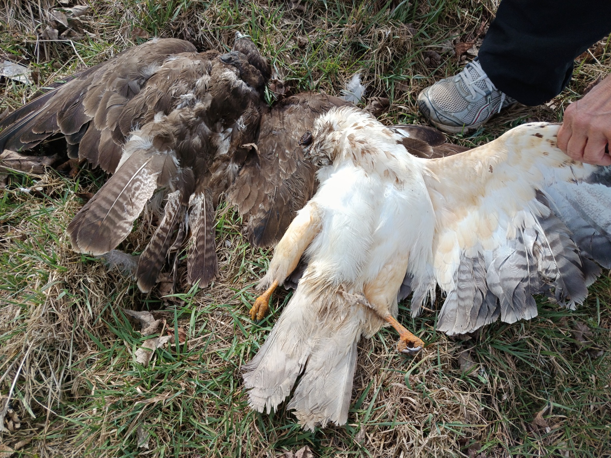 2 tote Bussarde an der Landstraße Engelrod - Eichelhain
