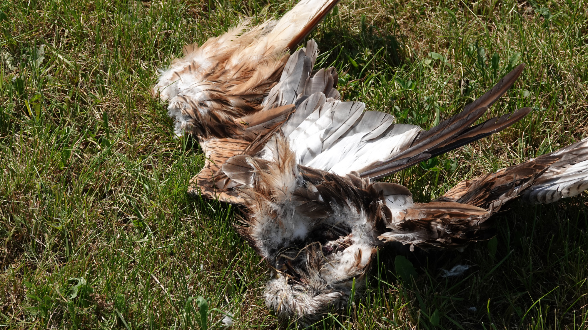 2 geteilter Rotmilan in Engelrod Vogelsberg